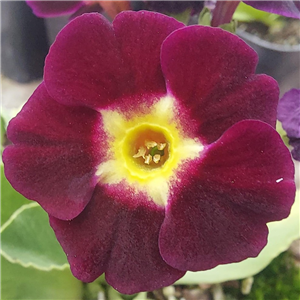 Primula Auricula 'Ruby Tuesday'